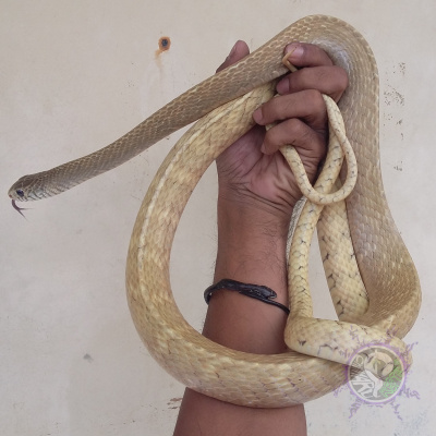 20181110 152925-picsay 1