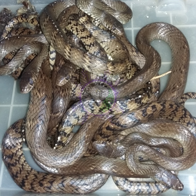 20190327 195028-picsay 1