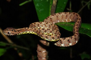 Boiga-jasper2chimaru 1