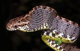 Boiga-jasper3chimaru