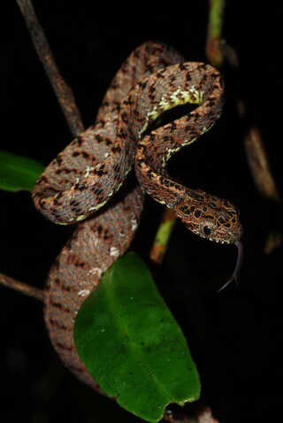 Boiga-jaspidea-chimaru