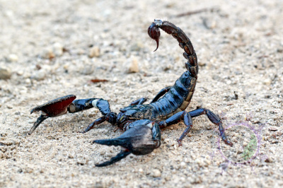 Ikang-1-psay-picsay 2