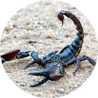 asian forest scorpion