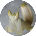 Orchid Mantis